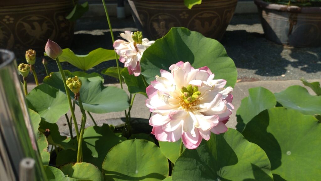 豊川稲荷で咲いていた満開の蓮の花