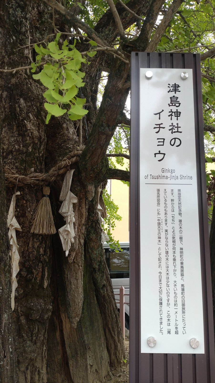 津島神社のイチョウと説明板