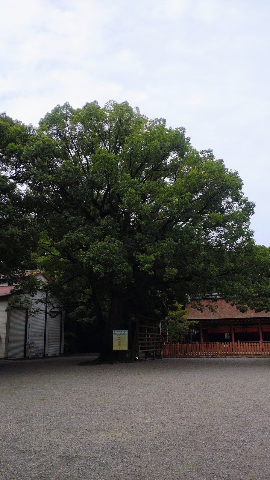 津島神社の境内の大きな木