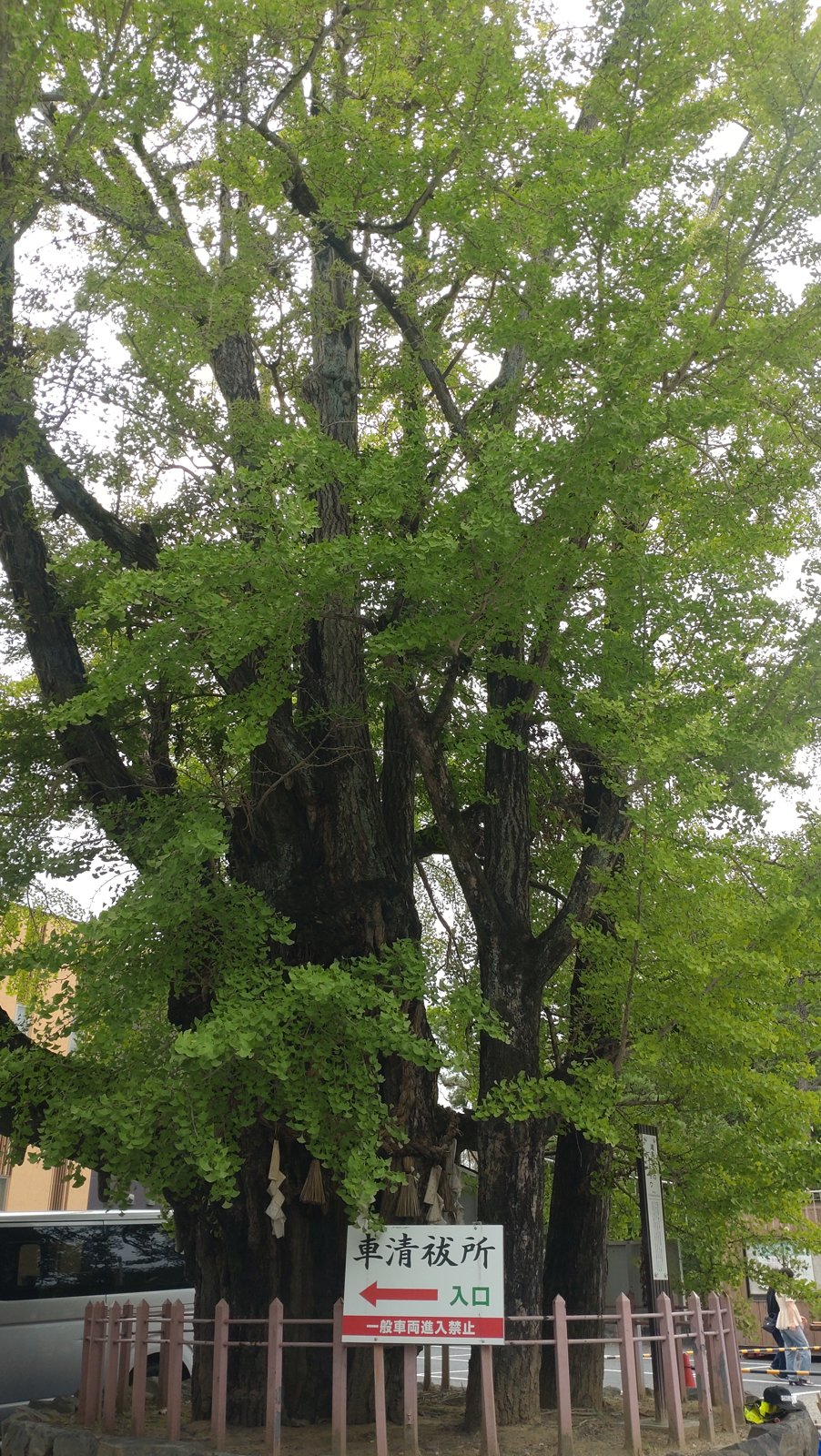 鳥居の横の津島神社のイチョウ